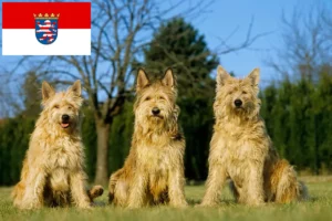 Read more about the article Hessen’de Berger de Picardie yetiştiricileri ve köpek yavruları