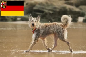 Read more about the article Rheinland-Pfalz’da Berger de Picardie yetiştiricileri ve köpek yavruları