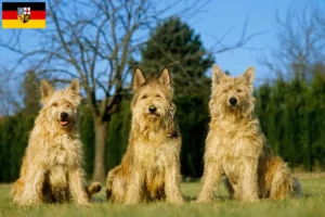 Read more about the article Saarland’da Berger de Picardie yetiştiricileri ve köpek yavruları