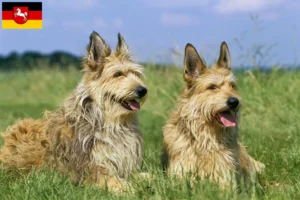 Read more about the article Aşağı Saksonya’da Berger de Picardie yetiştiricileri ve köpek yavruları