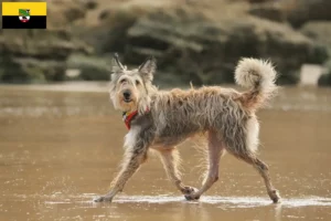 Read more about the article Saksonya-Anhalt’daki Berger de Picardie yetiştiricileri ve köpek yavruları