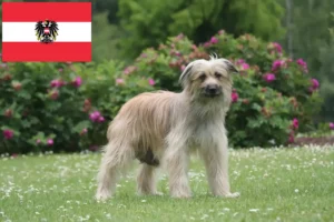 Read more about the article Avusturya’da Berger des Pyrenees yetiştiricileri ve köpek yavruları