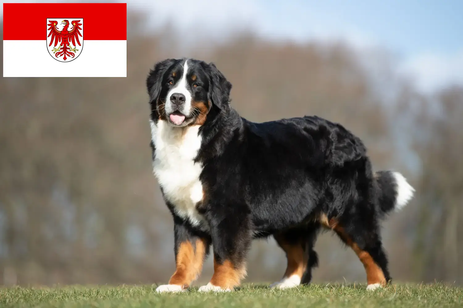 Read more about the article Brandenburg’da Bernese Dağ Köpeği Yetiştiricisi ve Yavruları