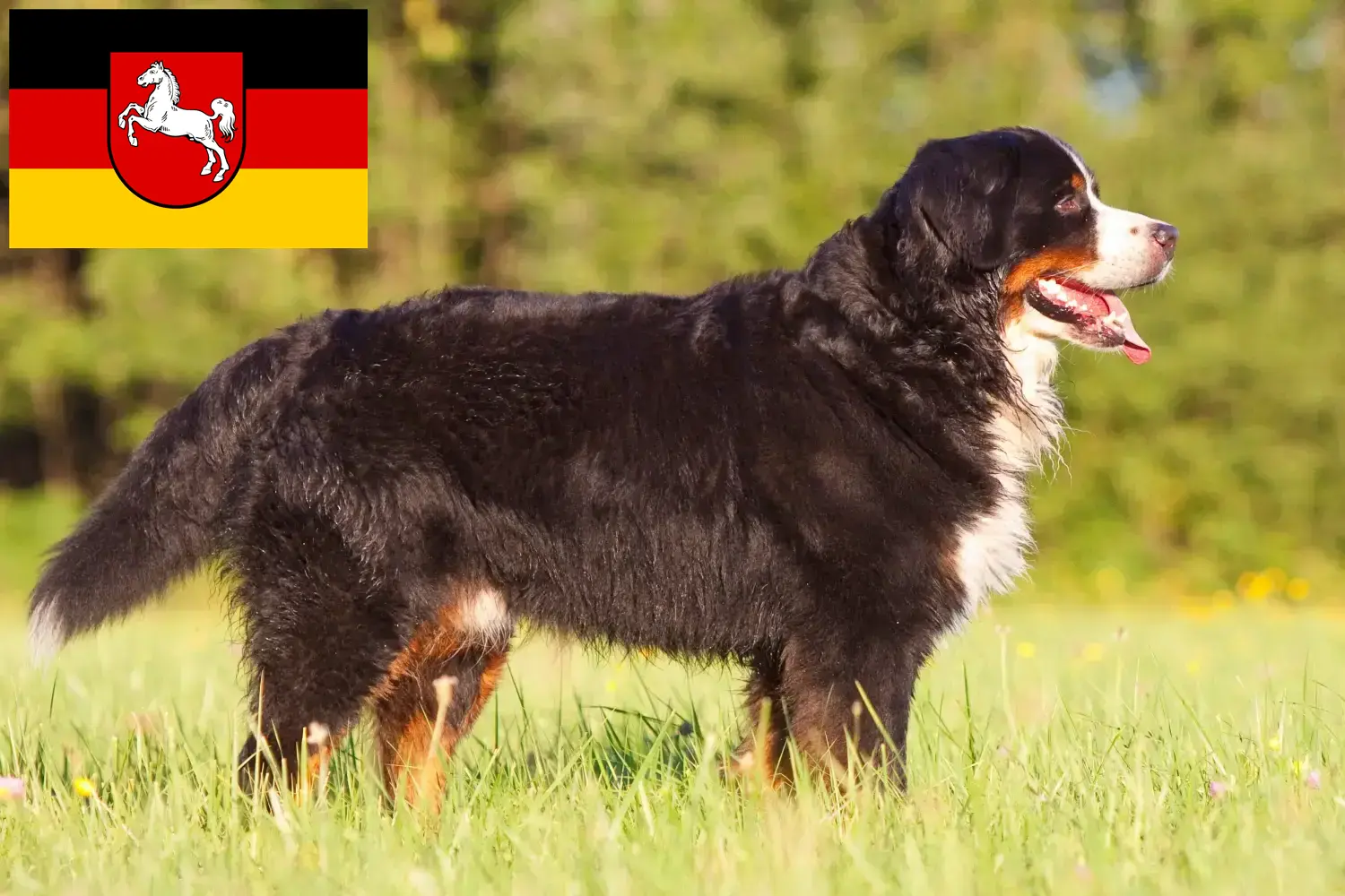 Read more about the article Aşağı Saksonya’da Bernese Dağ Köpeği Yetiştiricisi ve Yavruları