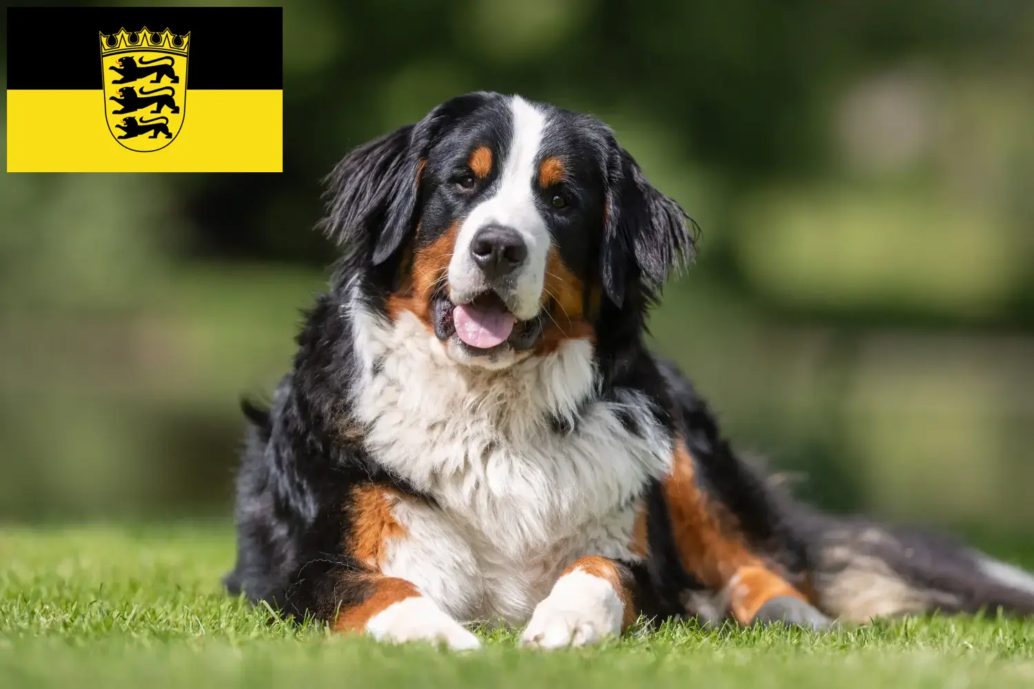 Read more about the article Baden-Württemberg’de Bernese Dağ Köpeği Yetiştiricisi ve Yavruları