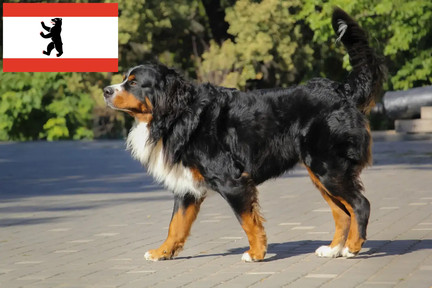 Read more about the article Berlin’de Bernese Dağ Köpeği Yetiştiricisi ve Yavruları