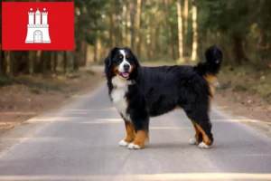 Read more about the article Hamburg’da Bernese Dağ Köpeği Yetiştiricisi ve Yavruları