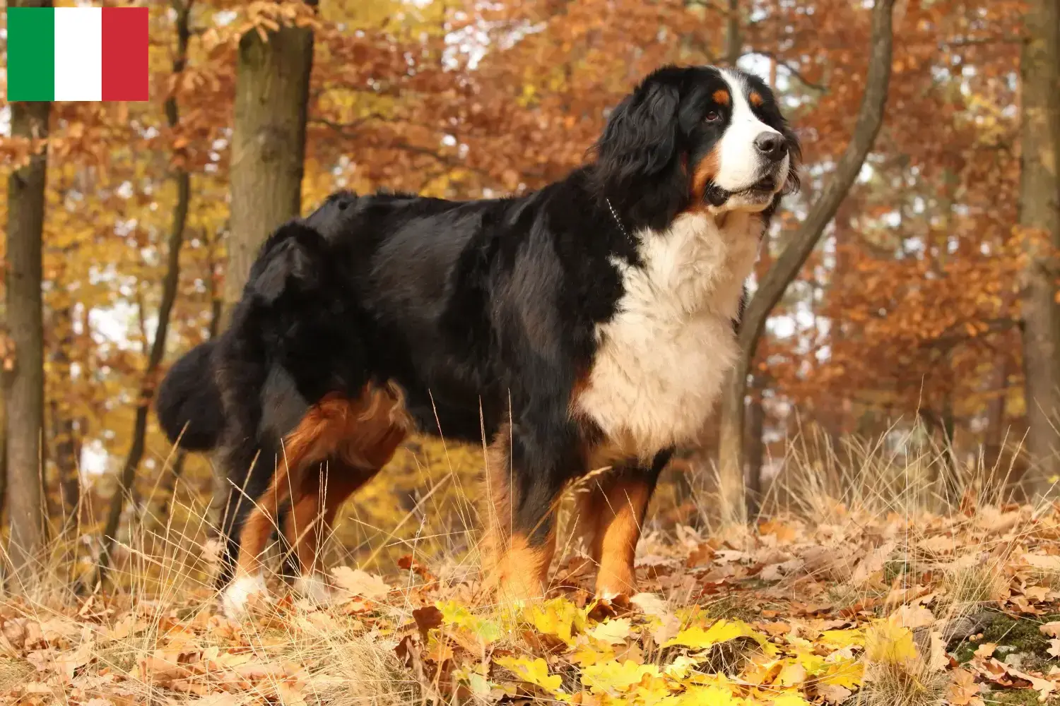 Read more about the article İtalya’da Bernese Dağ Köpeği Yetiştiricisi ve Yavruları