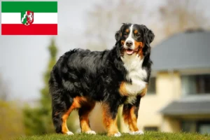 Read more about the article Kuzey Ren-Vestfalya’da Bernese Dağ Köpeği Yetiştiricisi ve Yavruları