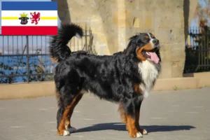 Read more about the article Mecklenburg-Vorpommern’de Bernese Dağ Köpeği Yetiştiricisi ve Yavruları