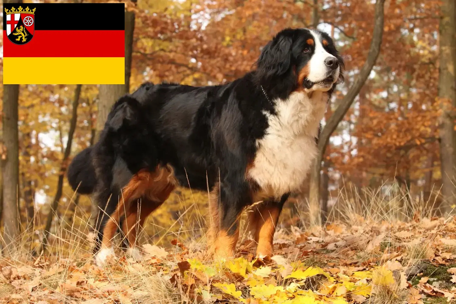 Read more about the article Rhineland-Palatinate’de Bernese Dağ Köpeği Yetiştiricisi ve Yavruları