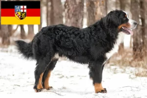 Read more about the article Saarland’da Bernese Dağ Köpeği Yetiştiricisi ve Yavruları