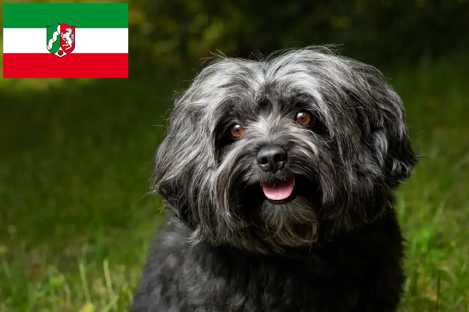 Read more about the article Kuzey Ren-Vestfalya’daki Bolonka Zwetna yetiştiricileri ve köpek yavruları