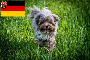 Read more about the article Rheinland-Pfalz’da Bolonka Zwetna yetiştiricileri ve köpek yavruları