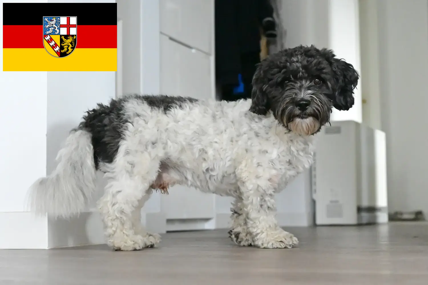 Read more about the article Saarland’da Bolonka Zwetna yetiştiricileri ve köpek yavruları