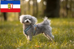 Read more about the article Schleswig-Holstein’da Bolonka Zwetna yetiştiricileri ve köpek yavruları