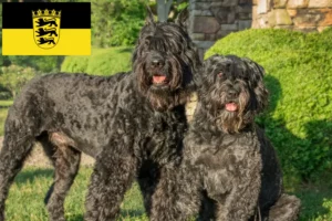 Read more about the article Baden-Württemberg’de Bouvier des Flandres yetiştiricileri ve köpek yavruları