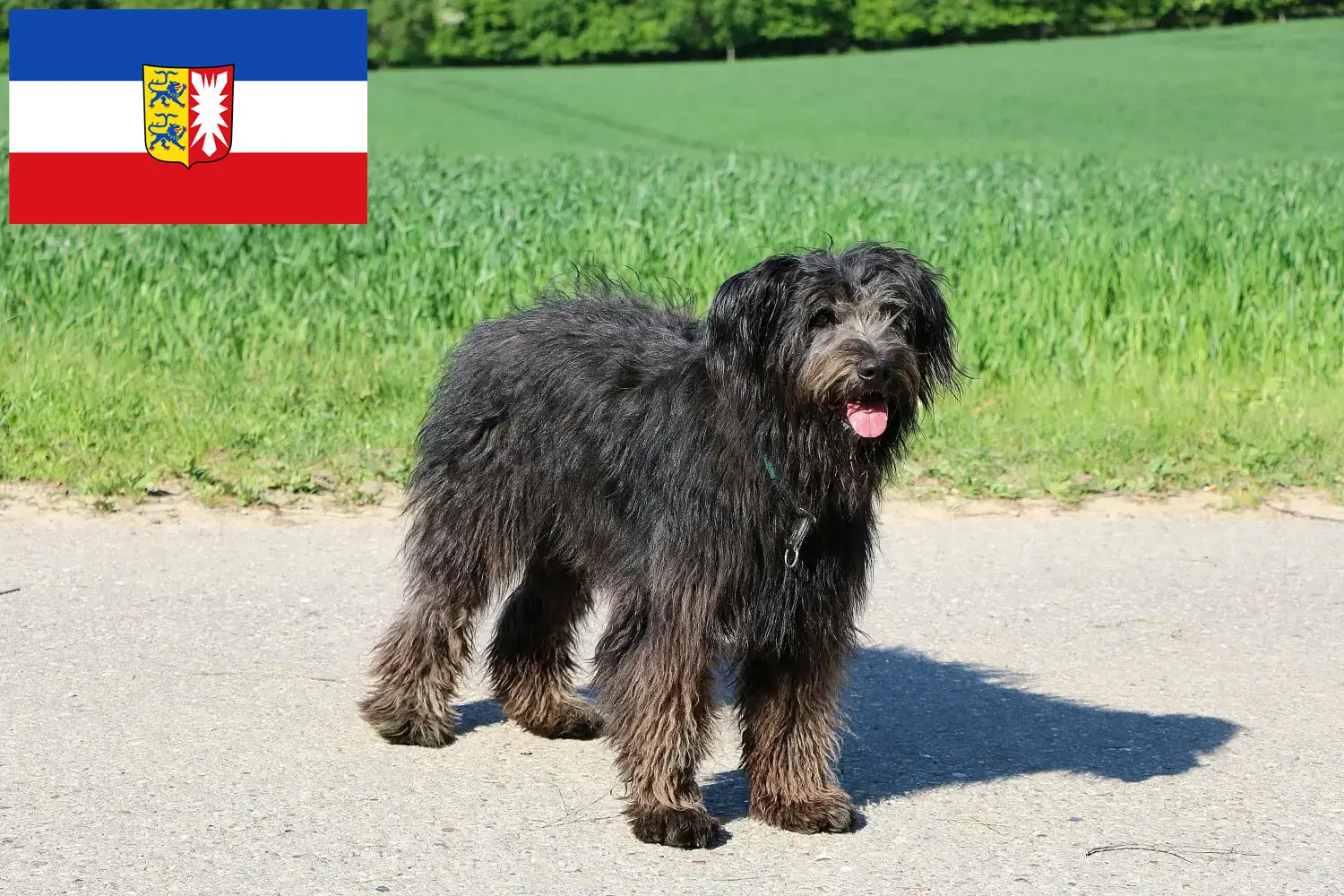 Read more about the article Schleswig-Holstein’da Bouvier des Flandres yetiştiricileri ve köpek yavruları