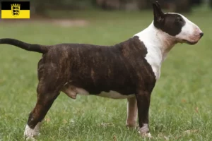 Read more about the article Baden-Württemberg’de Bull Terrier yetiştiricileri ve köpek yavruları