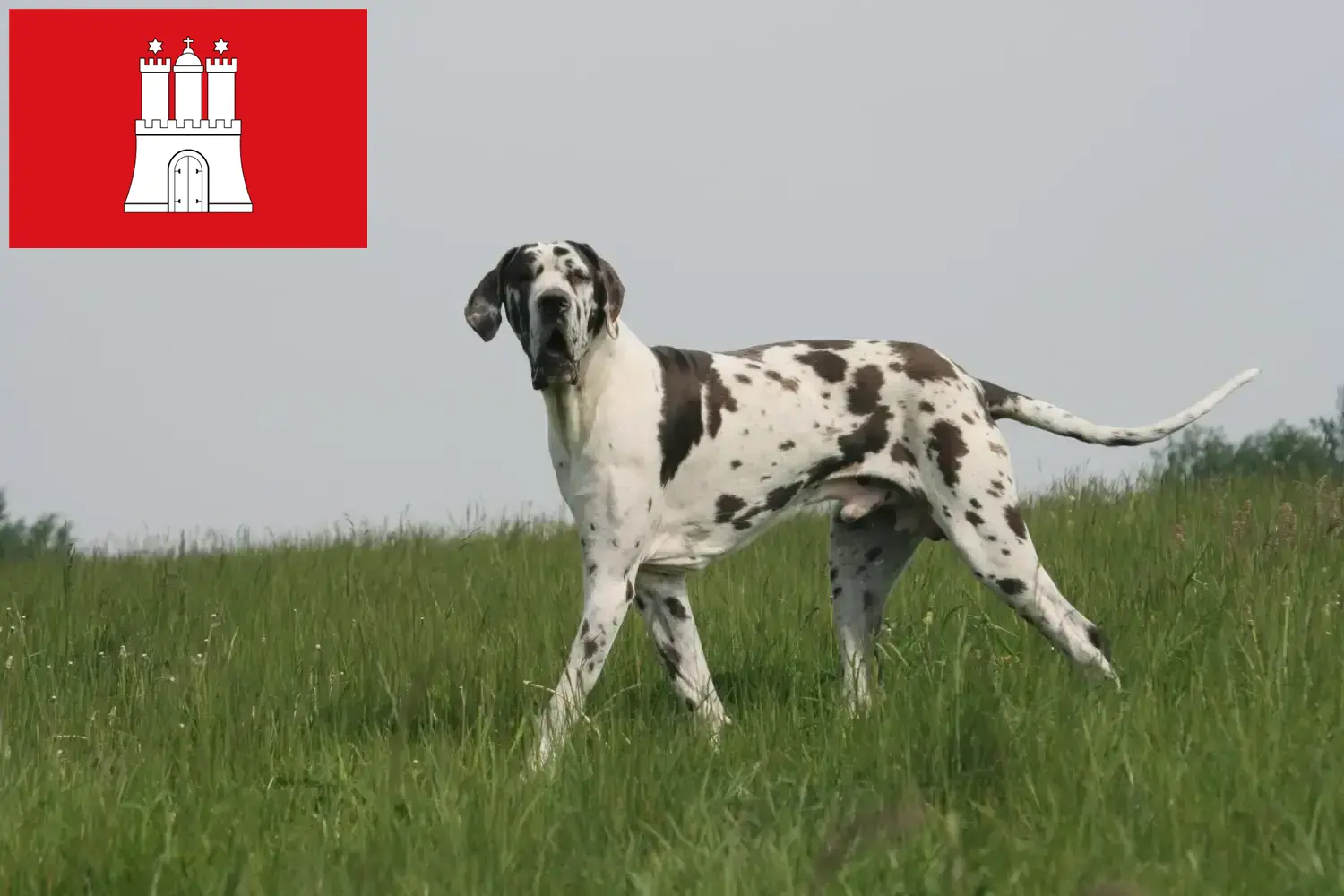 Read more about the article Hamburg’da Danua yetiştiricisi ve köpek yavruları