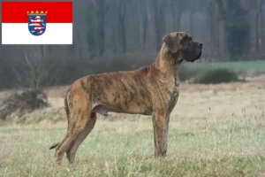 Read more about the article Hessen’de Danua yetiştiricileri ve köpek yavruları