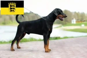 Read more about the article Baden-Württemberg’de Dobermann yetiştiricileri ve köpek yavruları