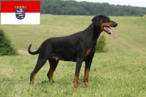 Read more about the article Hessen’deki Dobermann yetiştiricileri ve köpek yavruları