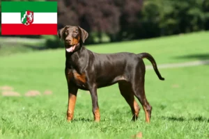 Read more about the article Kuzey Ren-Vestfalya’da Dobermann yetiştiricileri ve köpek yavruları