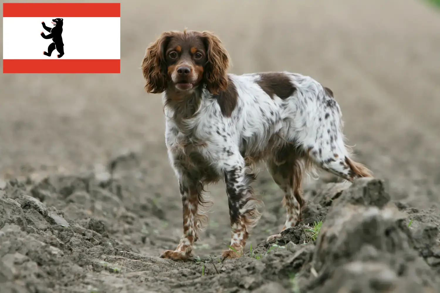 Read more about the article Berlin’de Epagneul Breton yetiştiricileri ve köpek yavruları