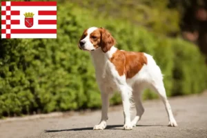 Read more about the article Bremen’de Epagneul Breton yetiştiricileri ve köpek yavruları