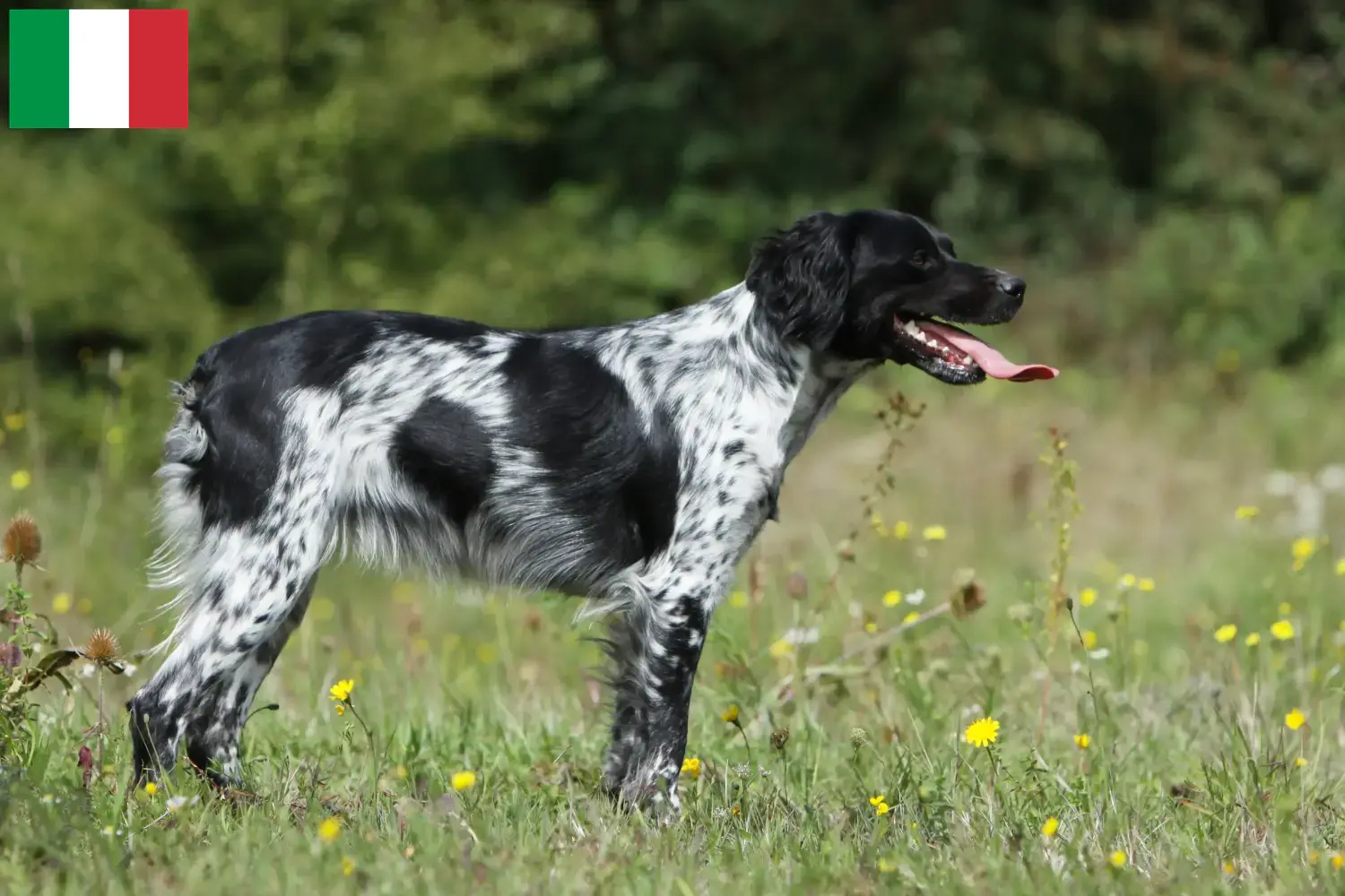 Read more about the article İtalya’da Epagneul Breton yetiştiricileri ve köpek yavruları