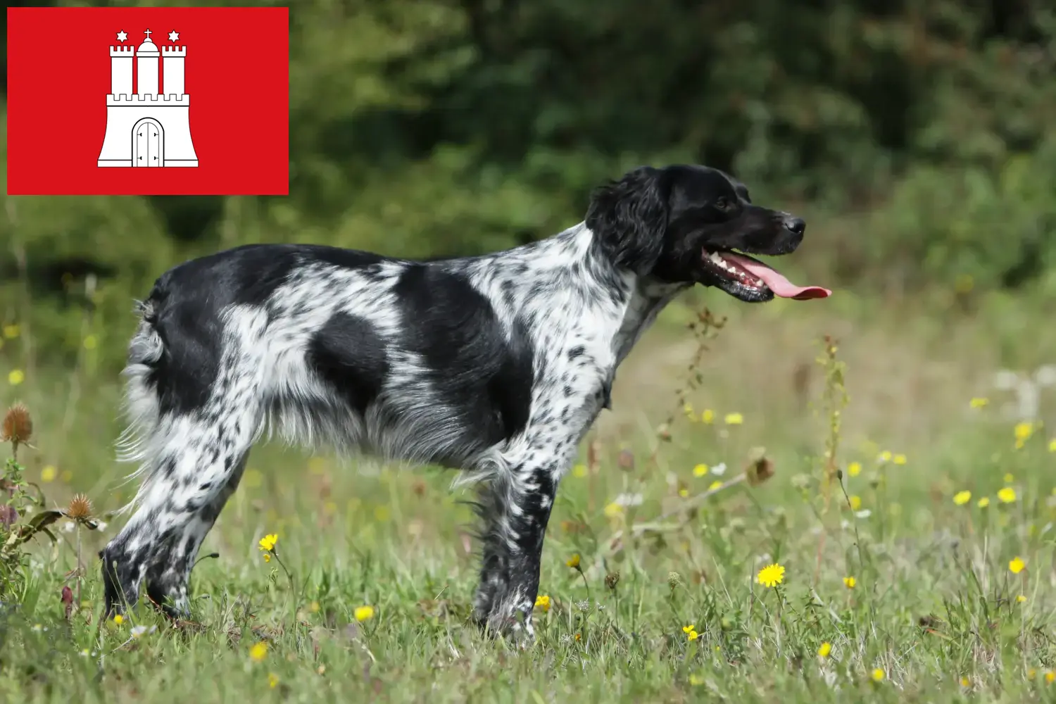 Read more about the article Hamburg’da Epagneul Breton yetiştiricileri ve köpek yavruları