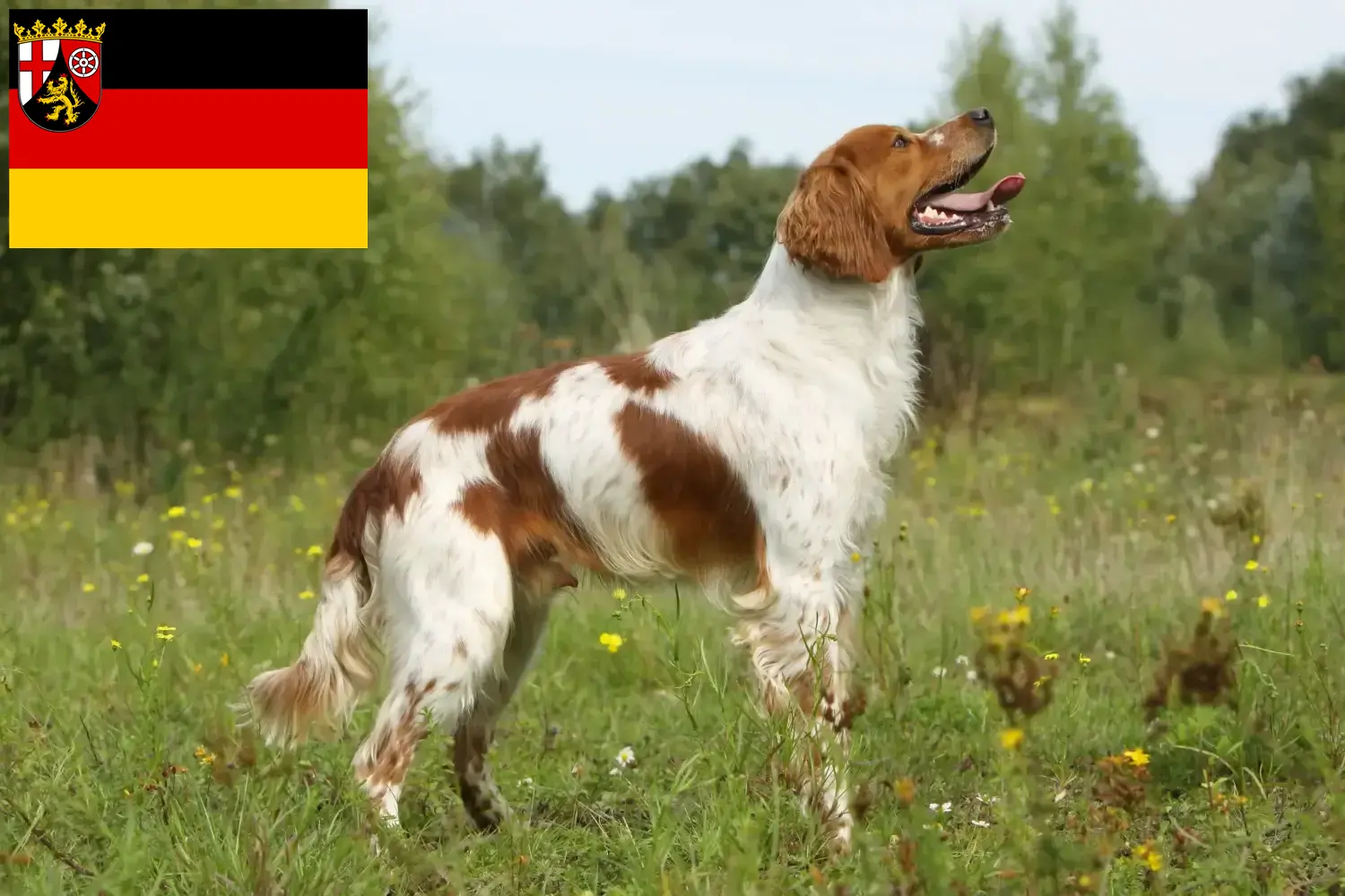 Read more about the article Rheinland-Pfalz’da Epagneul Breton yetiştiricileri ve köpek yavruları