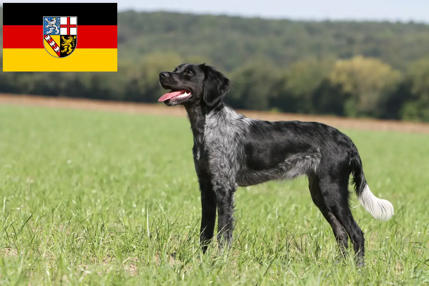 Read more about the article Saarland’da Epagneul Breton yetiştiricileri ve köpek yavruları