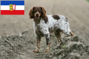 Read more about the article Schleswig-Holstein’da Epagneul Breton yetiştiricileri ve köpek yavruları