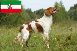 Read more about the article Kuzey Ren-Vestfalya’da Epagneul Breton yetiştiricileri ve köpek yavruları