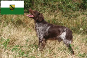 Read more about the article Saksonya’da Epagneul Breton yetiştiricileri ve köpek yavruları