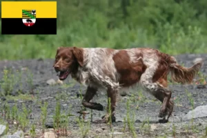 Read more about the article Saksonya-Anhalt’da Epagneul Breton yetiştiricileri ve köpek yavruları