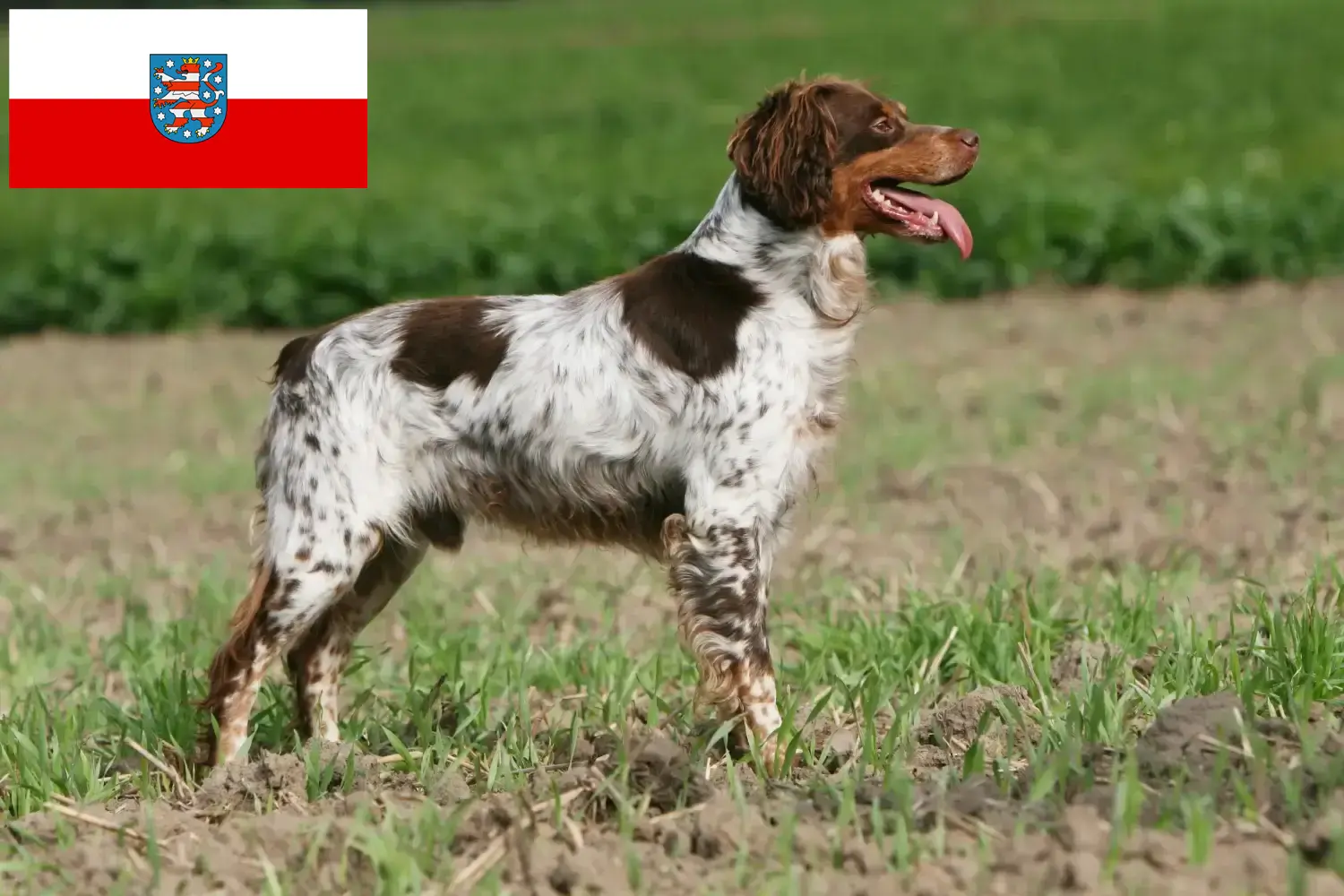 Read more about the article Thüringen’de Epagneul Breton yetiştiricileri ve köpek yavruları