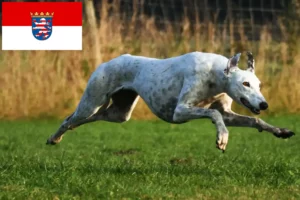 Read more about the article Hessen’deki Tazı yetiştiricileri ve köpek yavruları