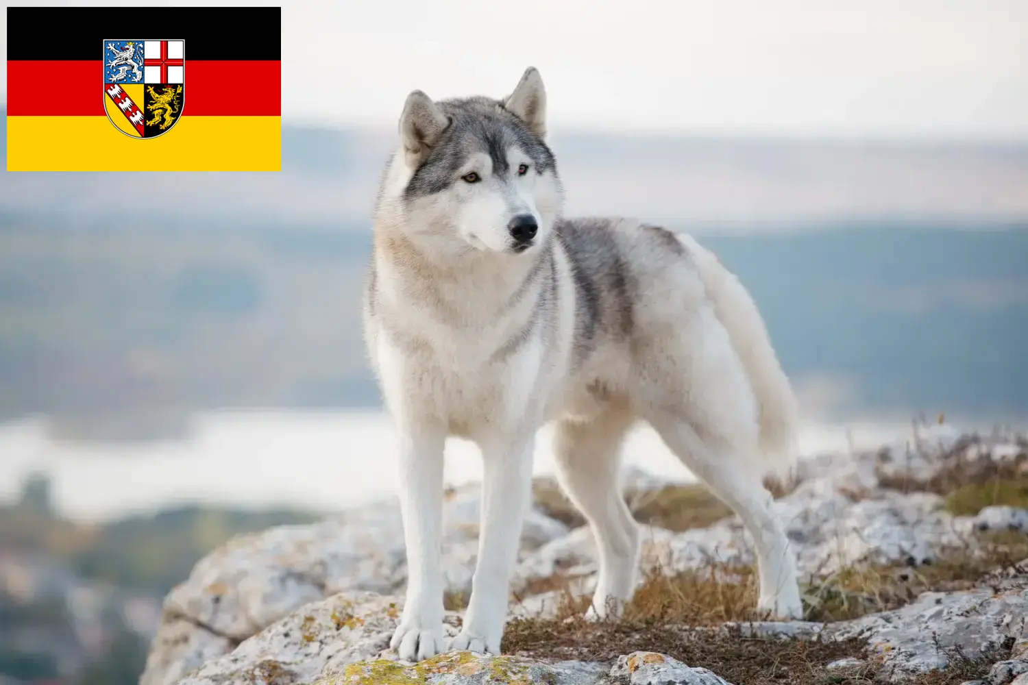 Read more about the article Saarland’da Husky yetiştiricileri ve köpek yavruları