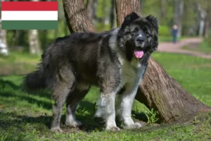 Read more about the article Macaristan’da Kafkas Çoban Köpeği Yetiştiricisi ve Yavruları