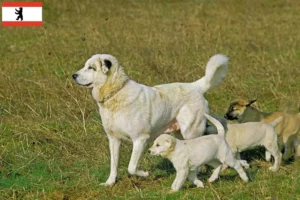 Read more about the article Berlin’de Kangal yetiştiricileri ve köpek yavruları