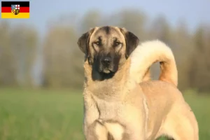 Read more about the article Saarland’da Kangal yetiştiricileri ve köpek yavruları