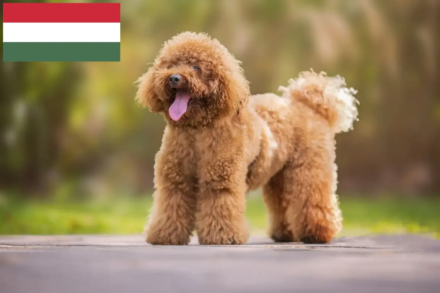 Read more about the article Macaristan’daki Kaniş yetiştiricileri ve köpek yavruları