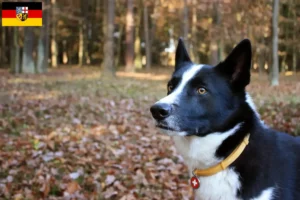 Read more about the article Saarland’da Karelian Bear cinsi köpek yetiştiricileri ve yavruları
