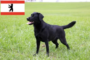 Read more about the article Berlin’de Labrador yetiştiricileri ve yavru köpekler