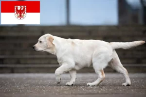 Read more about the article Brandenburg’da Labrador yetiştiricileri ve köpek yavruları