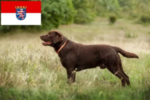 Read more about the article Hessen’deki Labrador yetiştiricileri ve köpek yavruları