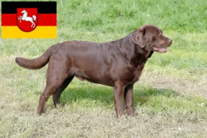 Read more about the article Aşağı Saksonya’daki Labrador yetiştiricileri ve köpek yavruları